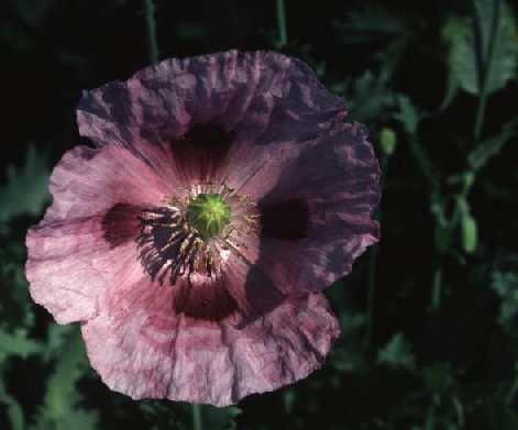 Papaver somniferum: Opium poppy flower