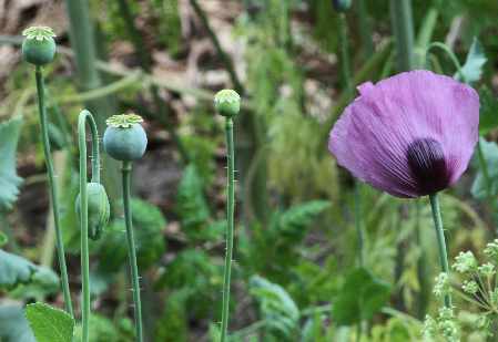 Papaver somniferum: Poppy flower and unripe capsules