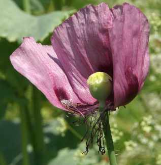 Papaver somniferum: Poppy flower