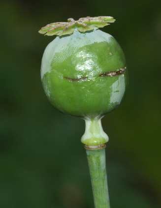 Papaver somniferum: Opium poppy capsule