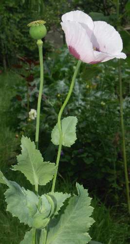 Papaver somniferum: Opium poppy plant