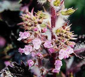 Perilla frutescens: Perilla flower, close-up