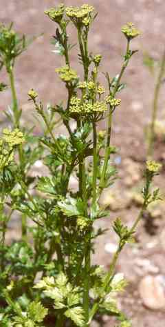 Petroselinum crispum: Blühender Petersil