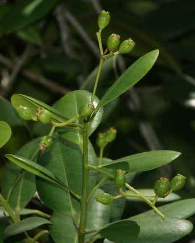 Pimenta dioica: Pipening allspice berries