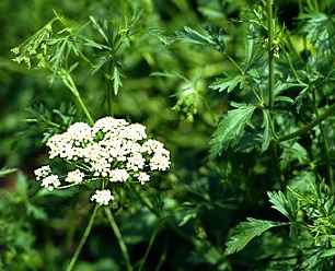 Pimpinella anisum: Blühende Anispflanzen