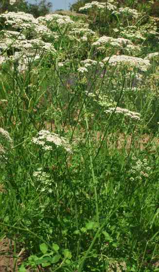 Pimpinella anisum: Anispflanze
