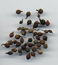 Piper guineense/clusii: Aschantipfeffer (getrocknete Früchte)