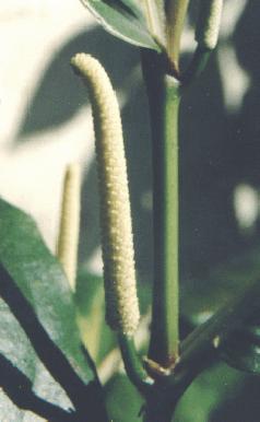 Piper longum: Long pepper: Flower