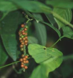Piper nigrum: Pepper berries