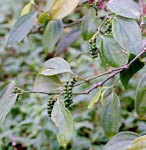 Piper nigrum: Pepper with unripe fruits