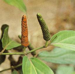 Piper retrofractum: Ripe long pepper
