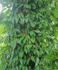 Piper retrofractum: Long pepper plant