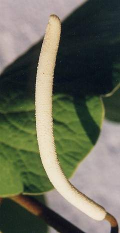 Piper auritum: Blütenstand von hoja santa