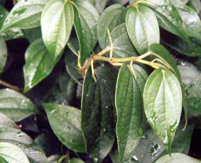 Piper nigrum: Sterile black pepper plant