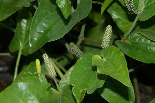 Piper longum: Blüten vom Langen Pfeffer
