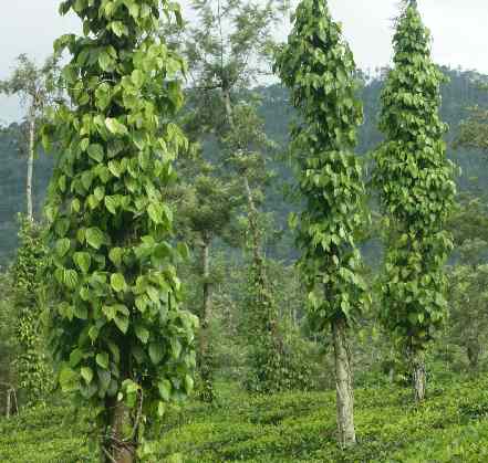 Piper nigrum: Tee- und Pfefferplantage