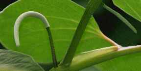 Piper auritum: Mexikanischer Blattpfeffer, Blüten