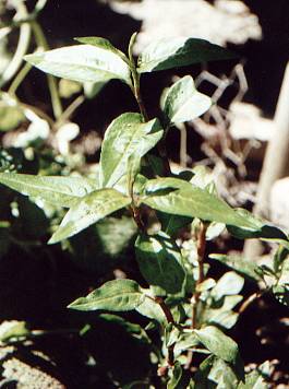 Polygonum odoratum/Persicaria odorata: Vietnamese cilantro