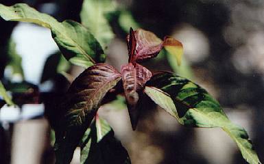Polygonum/Persicaria hydropiper: Water pepper (sterile twig)