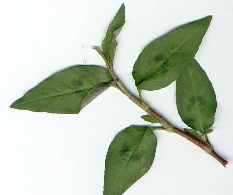 Polygonum odoratum/Persicaria odorata: Vietnamese cilantro sprig
