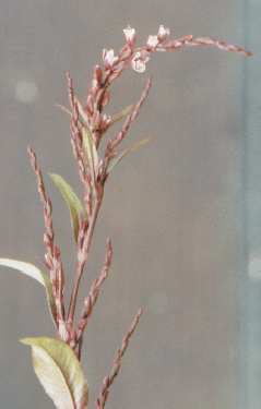 Polygonum/Persicaria hydropiper: Water pepper twig