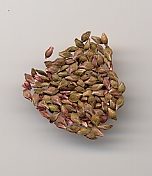 Polygonum/Persicaria hydropiper: Water pepper seeds