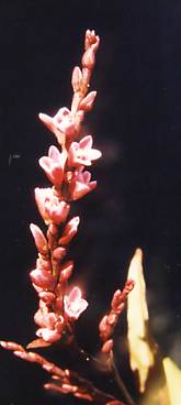 Polygonum/Persicaria hydropiper: Wasserpfefferblüte