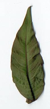 Polygonum/Persicaria hydropiper: Wasserpfeffer-Blatt
