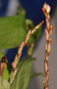 Polygonum odoratum / Persicaria odorata: Blütenstand