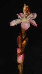 Polygonum odoratum / Persicaria odorata: Flower