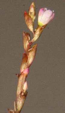 Polygonum odoratum / Persicaria odorata: Blüte