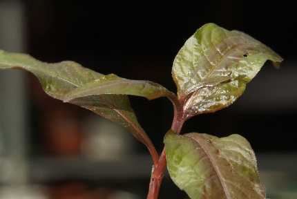 Polygonum hydropiper: Waterpepper sprout