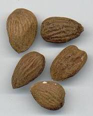 Prunus dulcis: Bitter almonds
