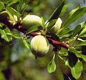 Prunus dulcis: Reifende Mandelfrüchte