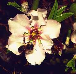 Prunus dulcis: Almond flower