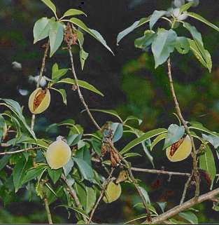 Prunus dulcis: Ripe almonds