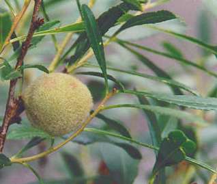 Prunus dulcis: Ripening almond fruit