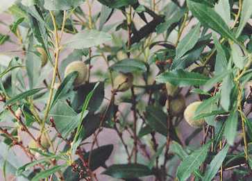 Prunus dulcis: Ziermandelbusch