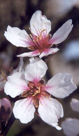 Prunus dulcis var. fragilis: Mandelblüten