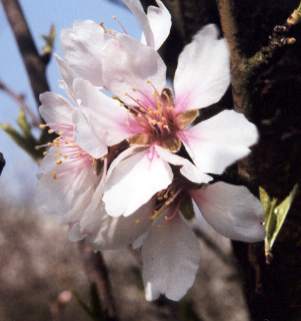 Prunus dulcis var. fragilis: Mandelzweig mit Blüten