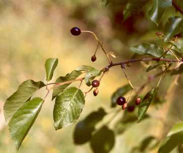 Prunus mahaleb: Mahalebkirschen