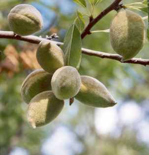 Prunus dulcis: Reifende Mandeln