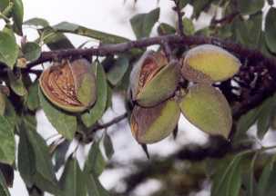 Prunus dulcis: Reife Mandeln