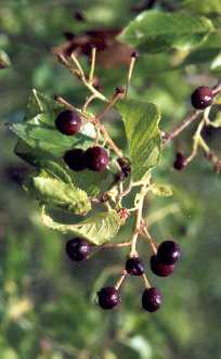 Prunus mahaleb: Reife Mahlebkirschen