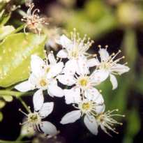 Prunus mahaleb: Mahalebkirschenblüten