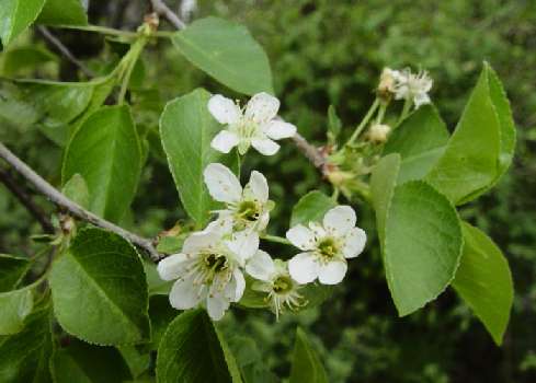 Prunus mahaleb: Mahalebblüten