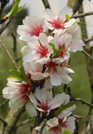 Prunus dulcis: Almond flowers