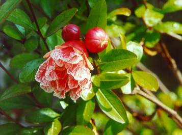 Punica granatum: Flower of pomegranate