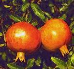 Punica granatum: Ripe pomegranates