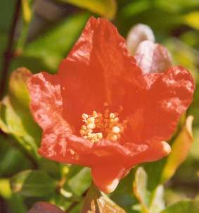 Punica granatum: Pomegranate flower